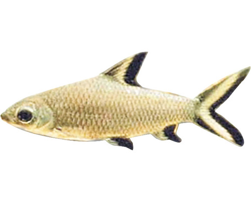 Siamesischer Rüsselbarbe Fisch