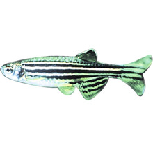 Zebrafisch