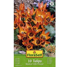Blumenzwiebel FloraSelf Tulpe botanisch ‘Little Princess‘ 10 Stk.-thumb-1