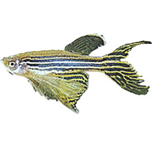 Schleiersalmler Fisch für das Aquarium