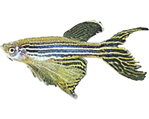 Schleiersalmler Fisch für das Aquarium