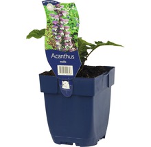 Acanthus mollis im Topf