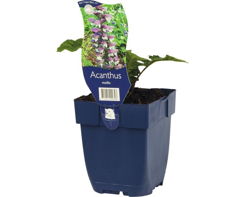 Weicher Akanthus FloraSelf Acanthus mollis H 5-50 cm Co 0,5 L