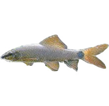 Siamesischer Rüsselbarbe Fisch