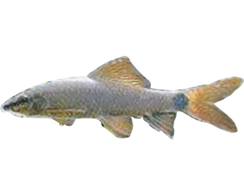 Siamesischer Rüsselbarbe Fisch