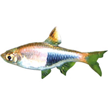 Raubsalmler Fisch