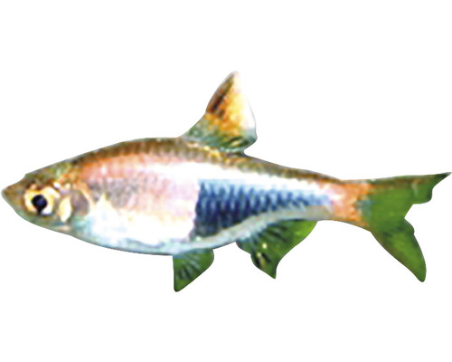 Raubsalmler Fisch