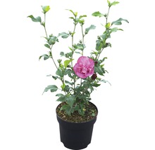 Hibiskus im Topf