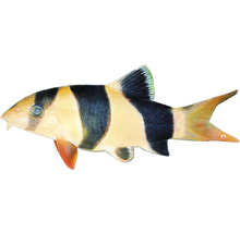 Prachtschmerle