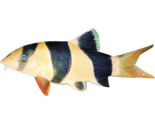 Prachtschmerle