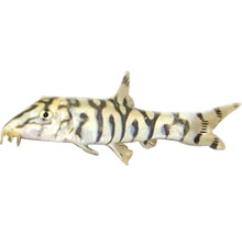 Pangio Kuhlii Zwergschmerle für Aquarien