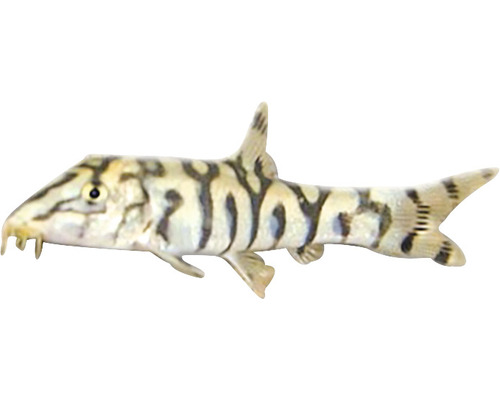 Pangio Kuhlii Zwergschmerle für Aquarien