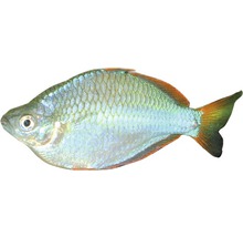 Rubinbarbe Fisch