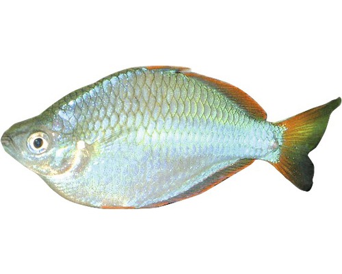 Rubinbarbe Fisch