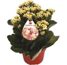 Gelbe Kalanchoe in einem Topf mit Gardenline Logo