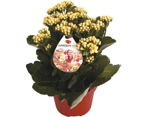 Gelbe Kalanchoe in einem Topf mit Gardenline Logo