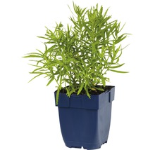 Euphorbia amygdaloides in einem Topf