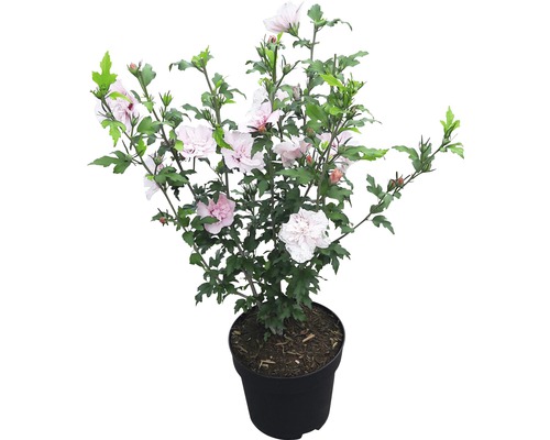 Hibiskus im Topf mit Blüten und grünen Blättern