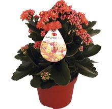 Flammendes Käthchen im Topf mit Gardenlina Logo