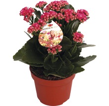 Kalanchoe Pflanze im Topf