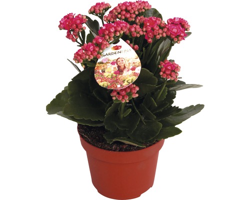 Kalanchoe Pflanze im Topf