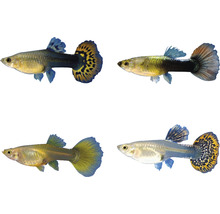 Verschiedene Guppys zur Dekoration von Aquarien