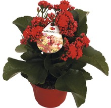 Flammendes Käthchen im Topf mit roten Blüten und grünen Blättern.