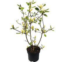 Gelbe Magnolie im Topf für den Garten