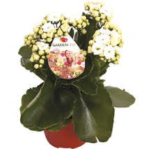 Kalanchoe mit weißen Blüten im Topf