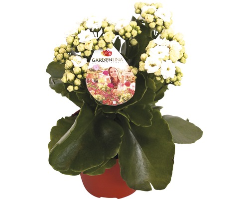 Kalanchoe mit weißen Blüten im Topf