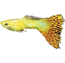 Goldgelber Zierfisch mit gefleckter Schwanzflosse