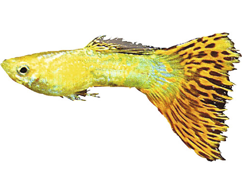 Goldgelber Zierfisch mit gefleckter Schwanzflosse