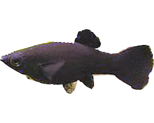Schwarzer Spitzmaulkärpfling