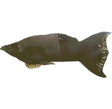 Ein einzelner Mollienesia Fisch.