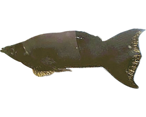 Ein einzelner Mollienesia Fisch.