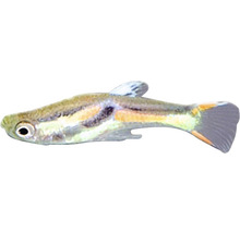 Guppy-Weibchen für Aquarien