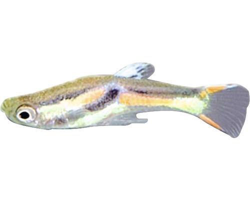 Guppy-Weibchen für Aquarien