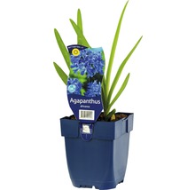Agapanthus africanus in einem Topf