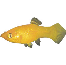 Goldmolly Fisch für Aquarien