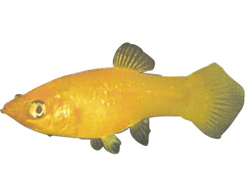 Goldmolly Fisch für Aquarien
