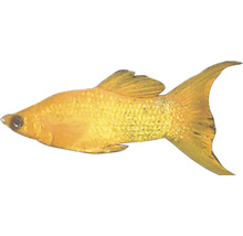 Goldmolly Fisch für Aquarien
