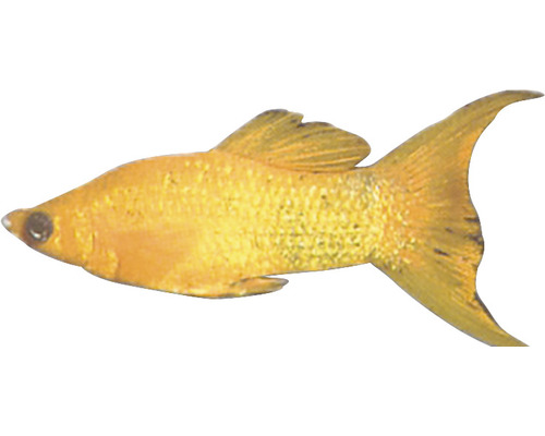 Goldmolly Fisch für Aquarien