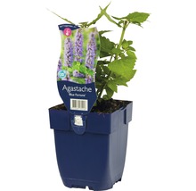 Agastache Blue Fortune Pflanze im Topf