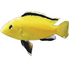Gelber Zierfisch