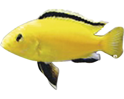 Gelber Zierfisch