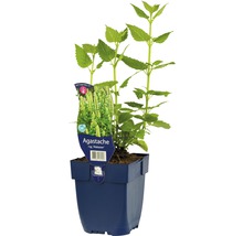Agastache Pflanze im Topf