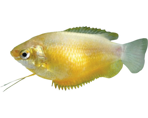 Goldener Fadenfisch für das Aquarium