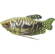 Gestreifter Knurrender Zwergfadenfisch