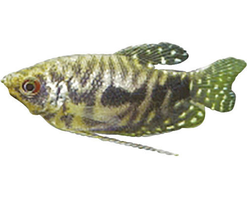 Gestreifter Knurrender Zwergfadenfisch