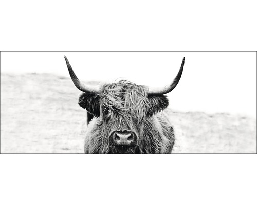 Glasbild Scottish Highland Cattle ll 50x125 cm GLA2151